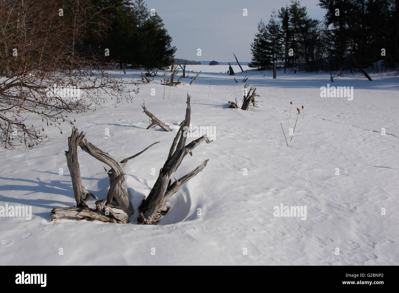 Il vecchio albero radici sporgono attraverso la neve in un canale stretto sul lago Namakan, Parco nazionale Voyageurs, Minnesota, Stati Uniti d'America Foto Stock