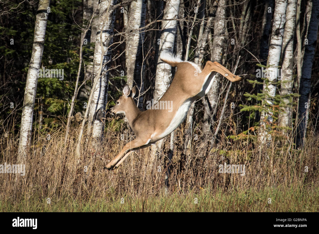 Un bianco giovane cervo coda fa un salto in alto come si fugge al pesante boschi nel nord del Minnesota Foto Stock