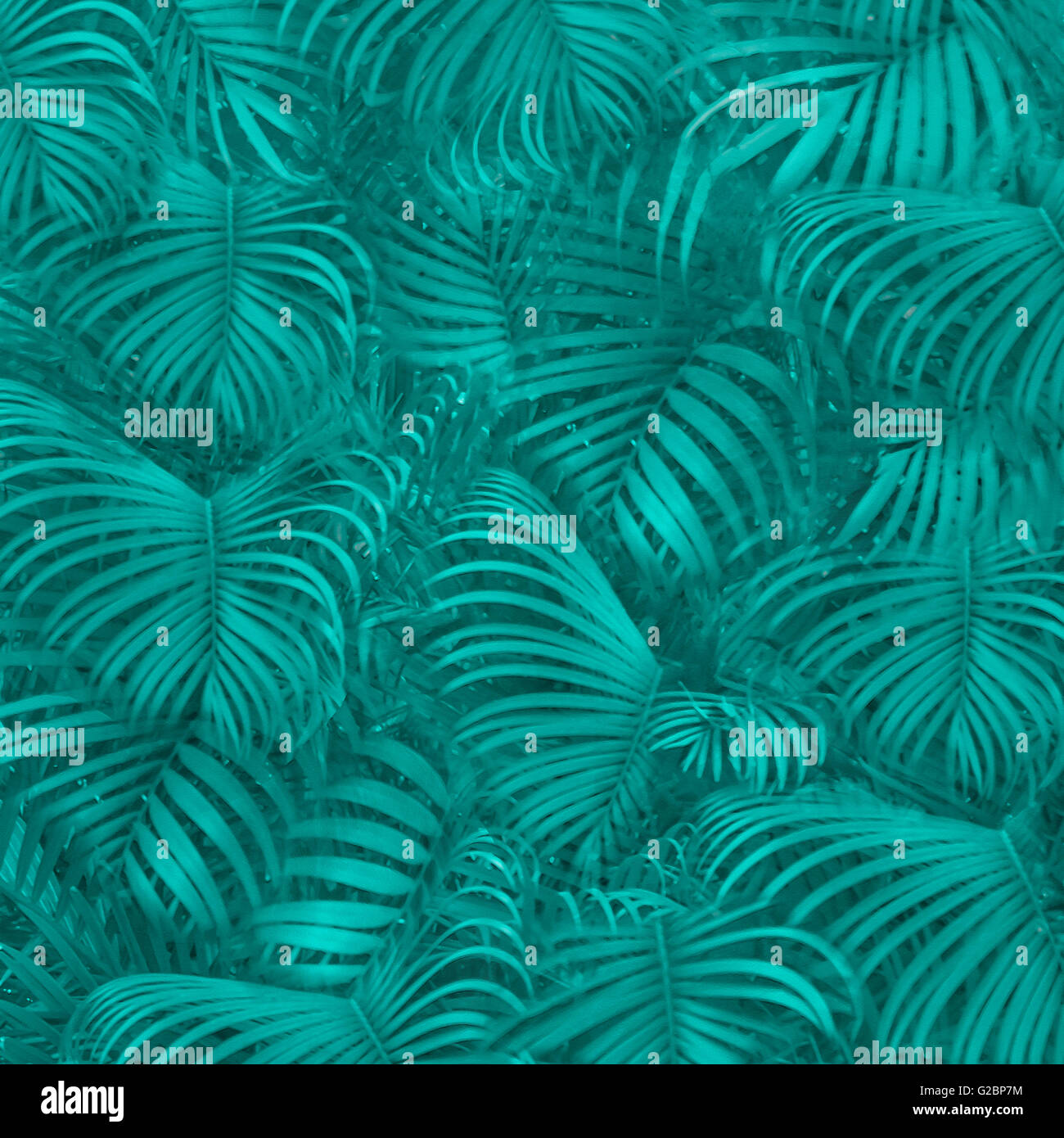 Photo Collage palme motif tropicale Hawaiiano modello di stile di sfondo in colore turchese Foto Stock