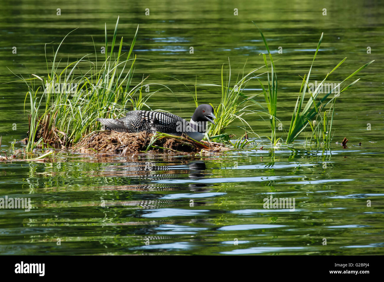 Comune di Nesting loon, Parco nazionale Voyageurs, Kabetogama Lago, Minnesota, Stati Uniti d'America Foto Stock