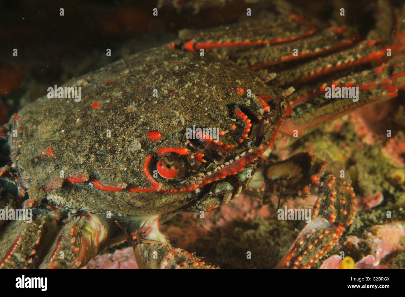 Granchio di roccia rosso Foto Stock