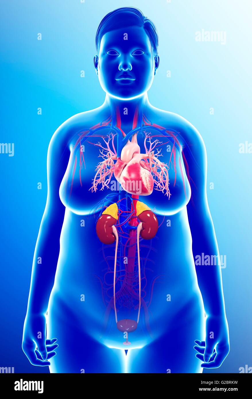 Umano degli organi interni, illustrazione. Foto Stock