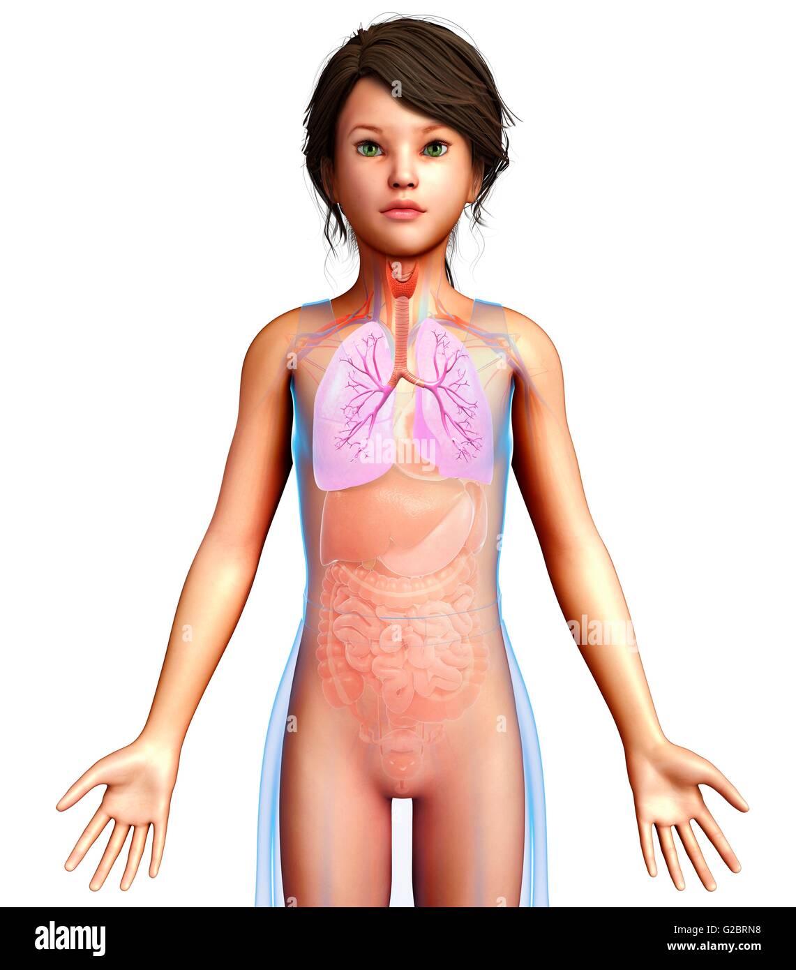 Human bronchi, illustrazione. Foto Stock