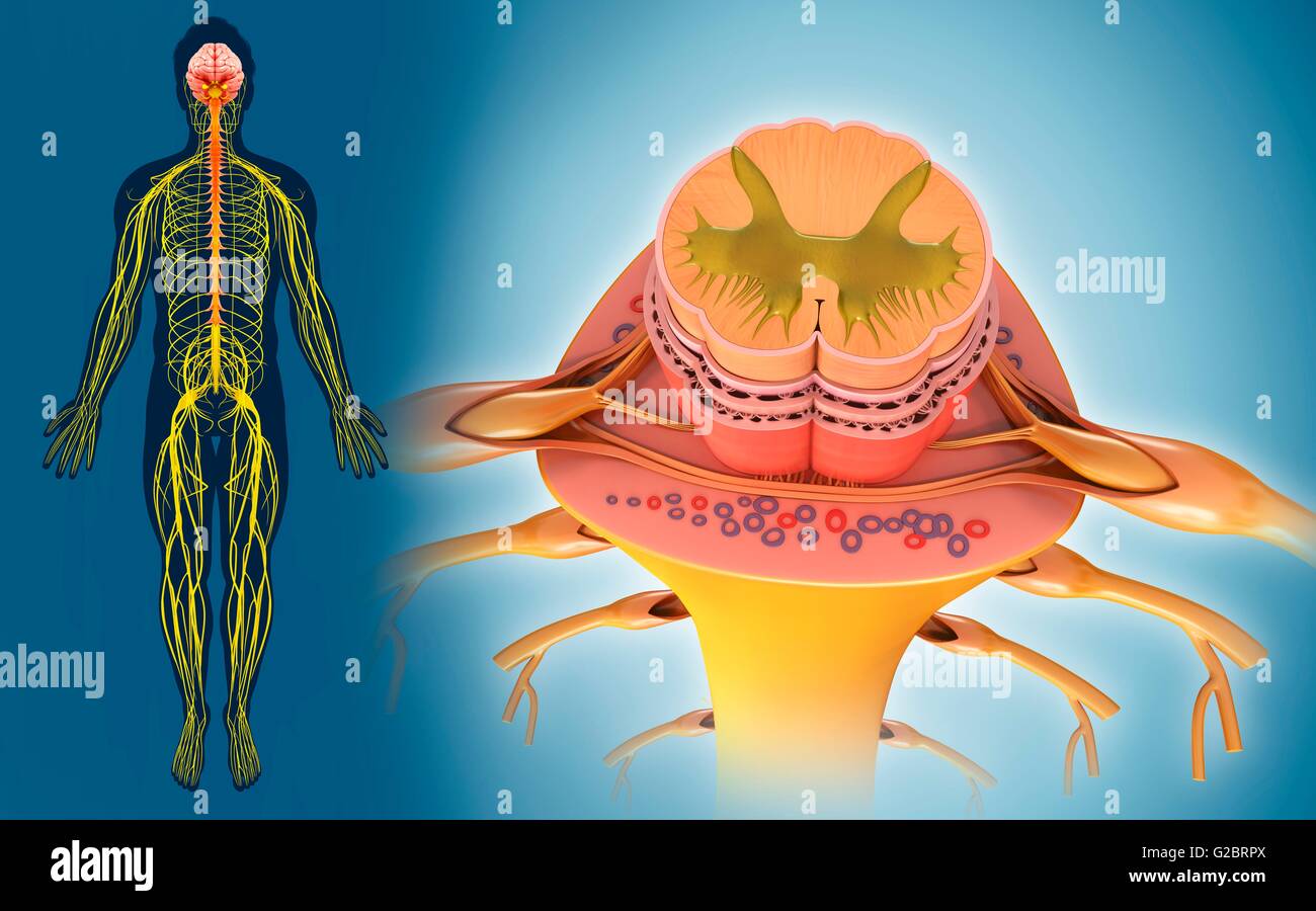 Midollo spinale umano, illustrazione. Foto Stock