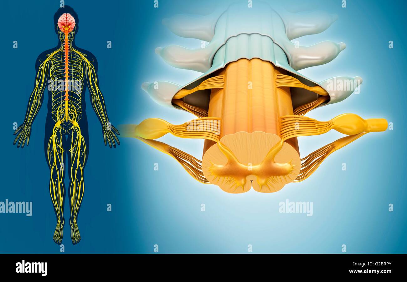 Midollo spinale umano, illustrazione. Foto Stock