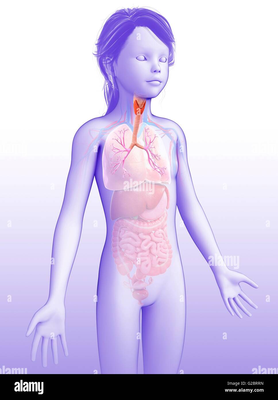 Human bronchi, illustrazione. Foto Stock