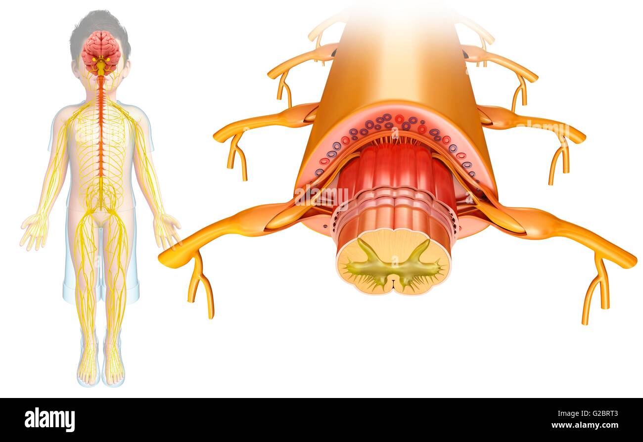 Midollo spinale umano, illustrazione. Foto Stock