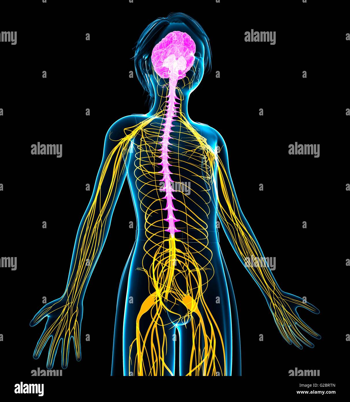 Sistema nervoso umano, illustrazione. Foto Stock