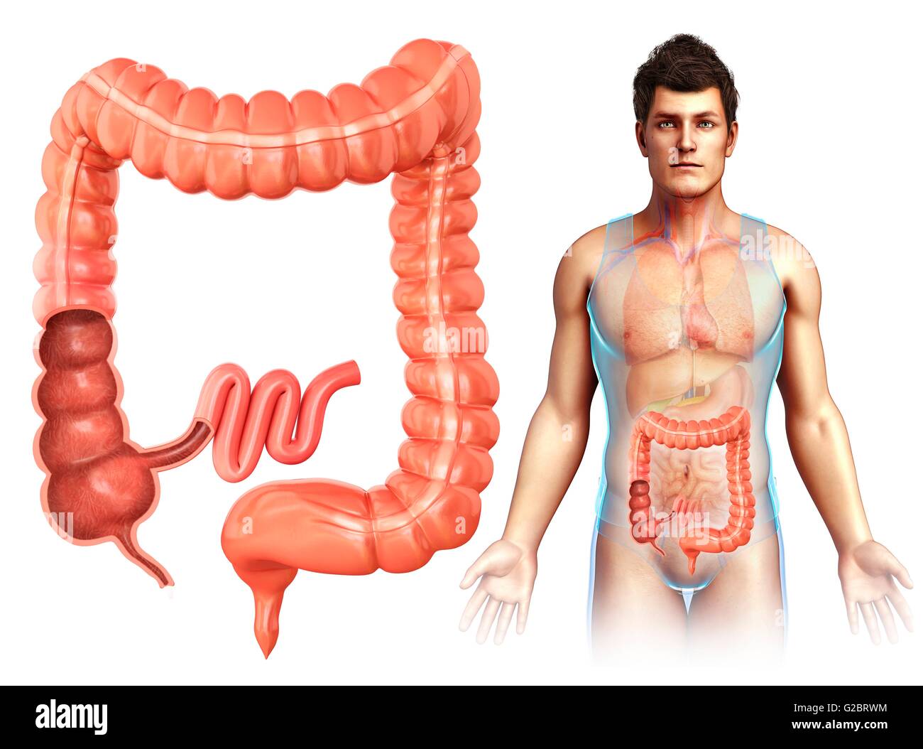 Colon umano, illustrazione. Foto Stock