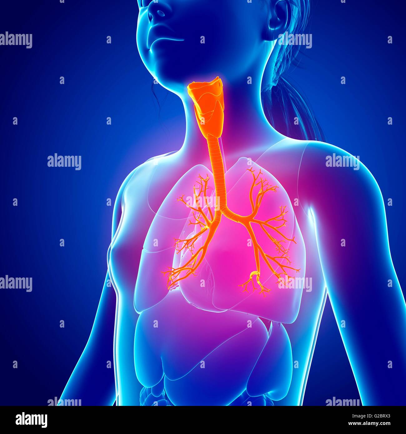 Umano del sistema respiratorio, illustrazione. Foto Stock