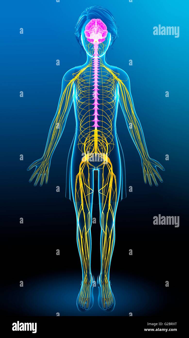 Sistema nervoso umano, illustrazione. Foto Stock