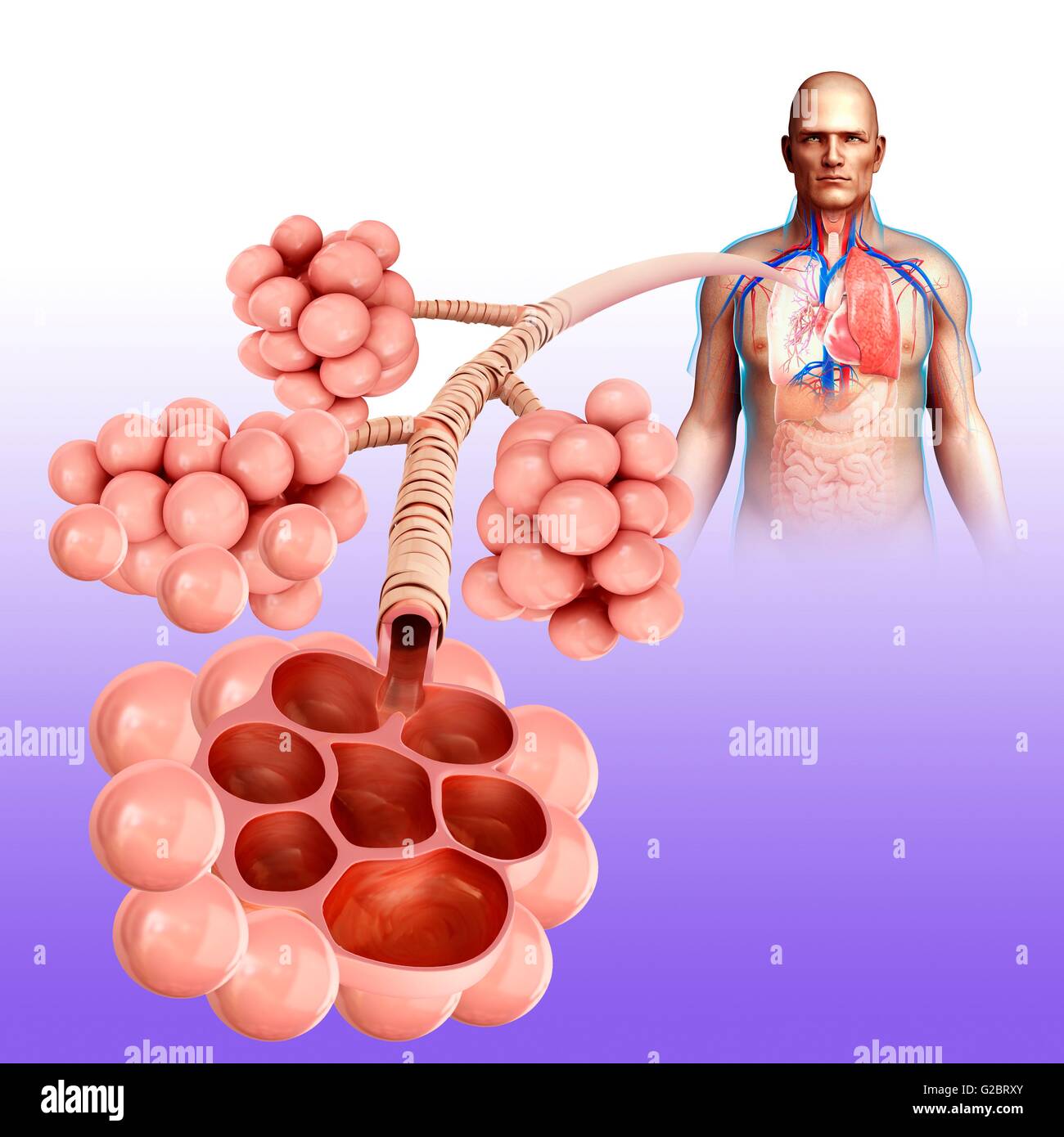 Gli alveoli umano, illustrazione. Foto Stock