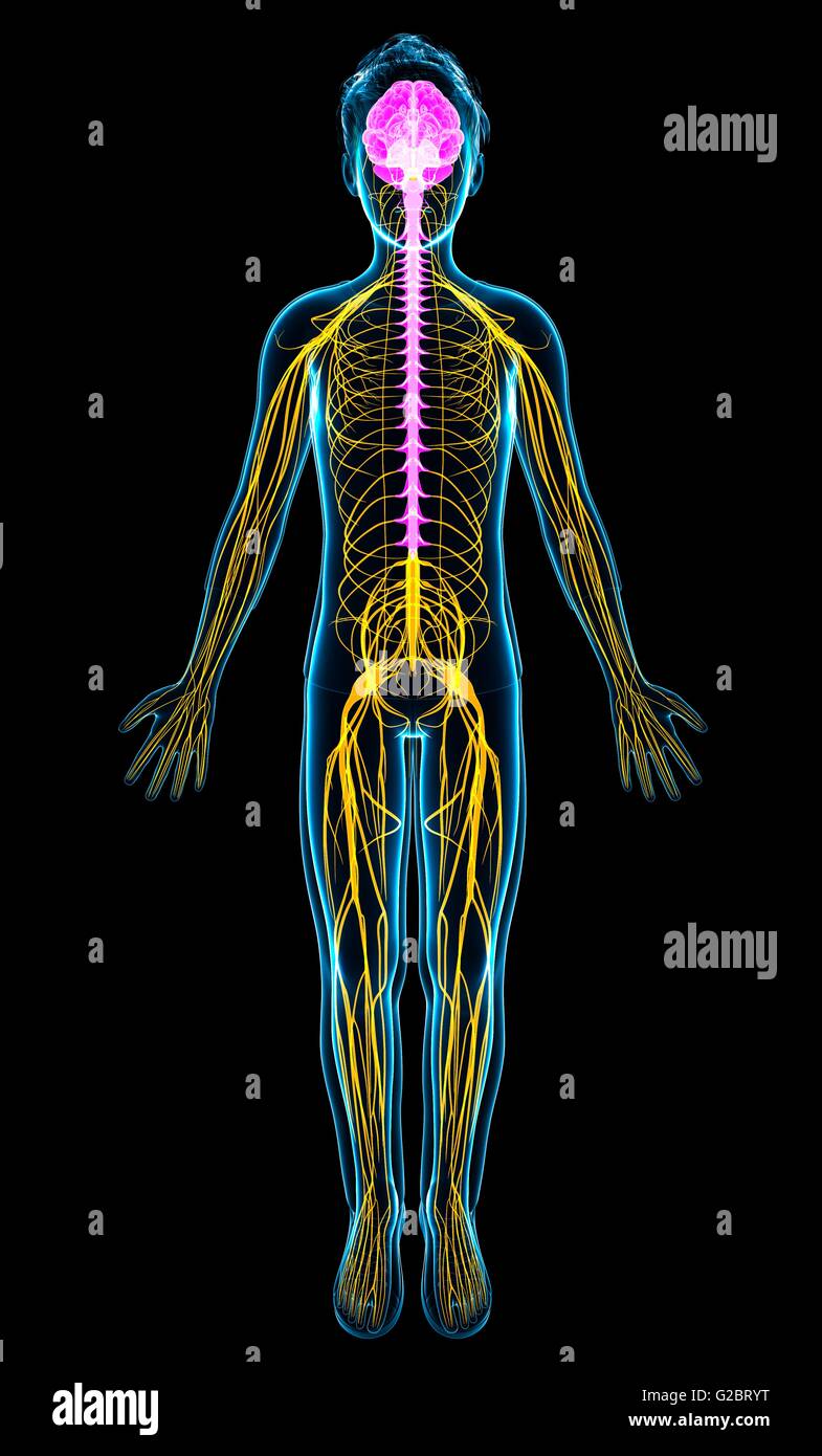 Sistema nervoso umano, illustrazione. Foto Stock