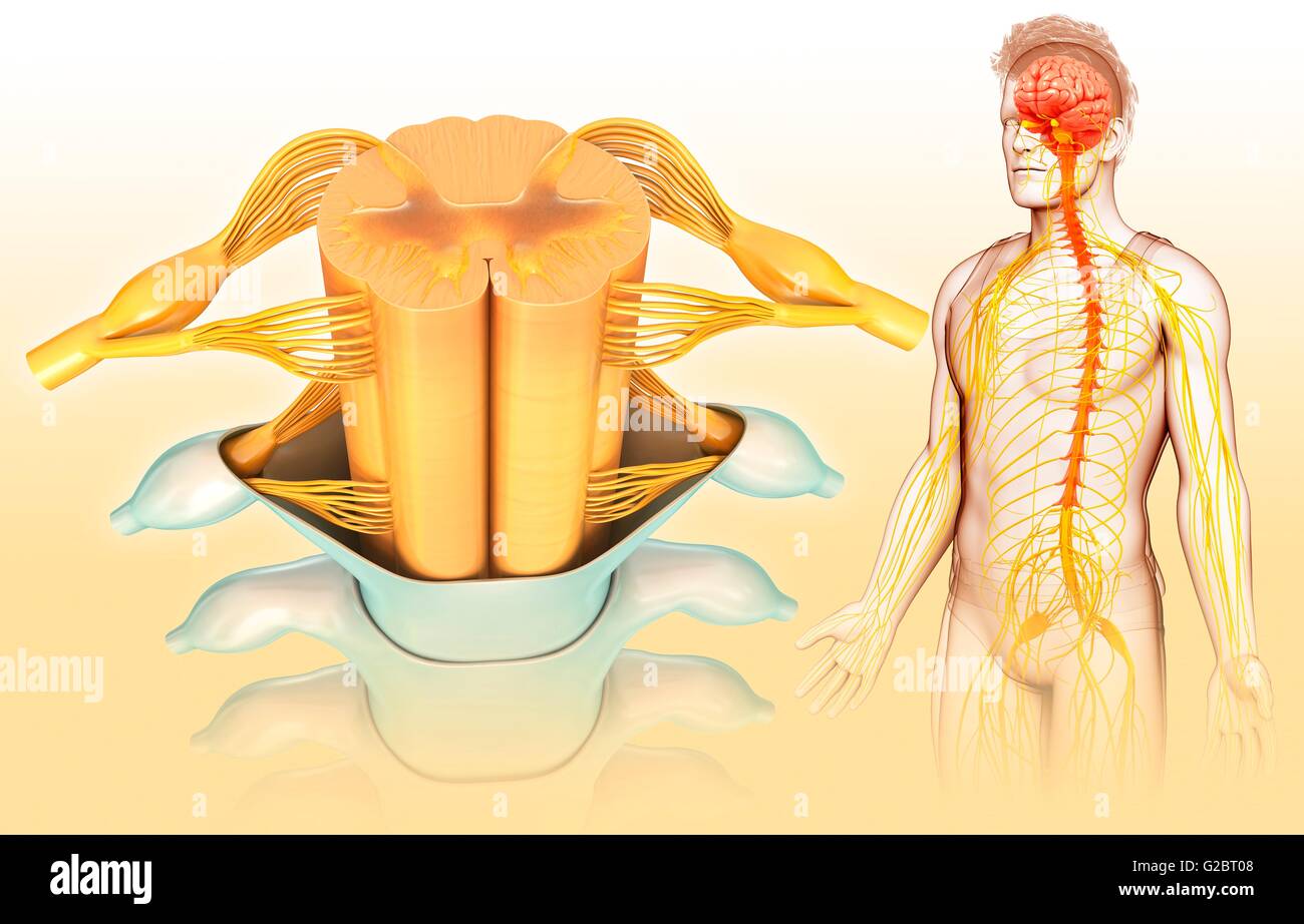 Midollo spinale umano, illustrazione. Foto Stock