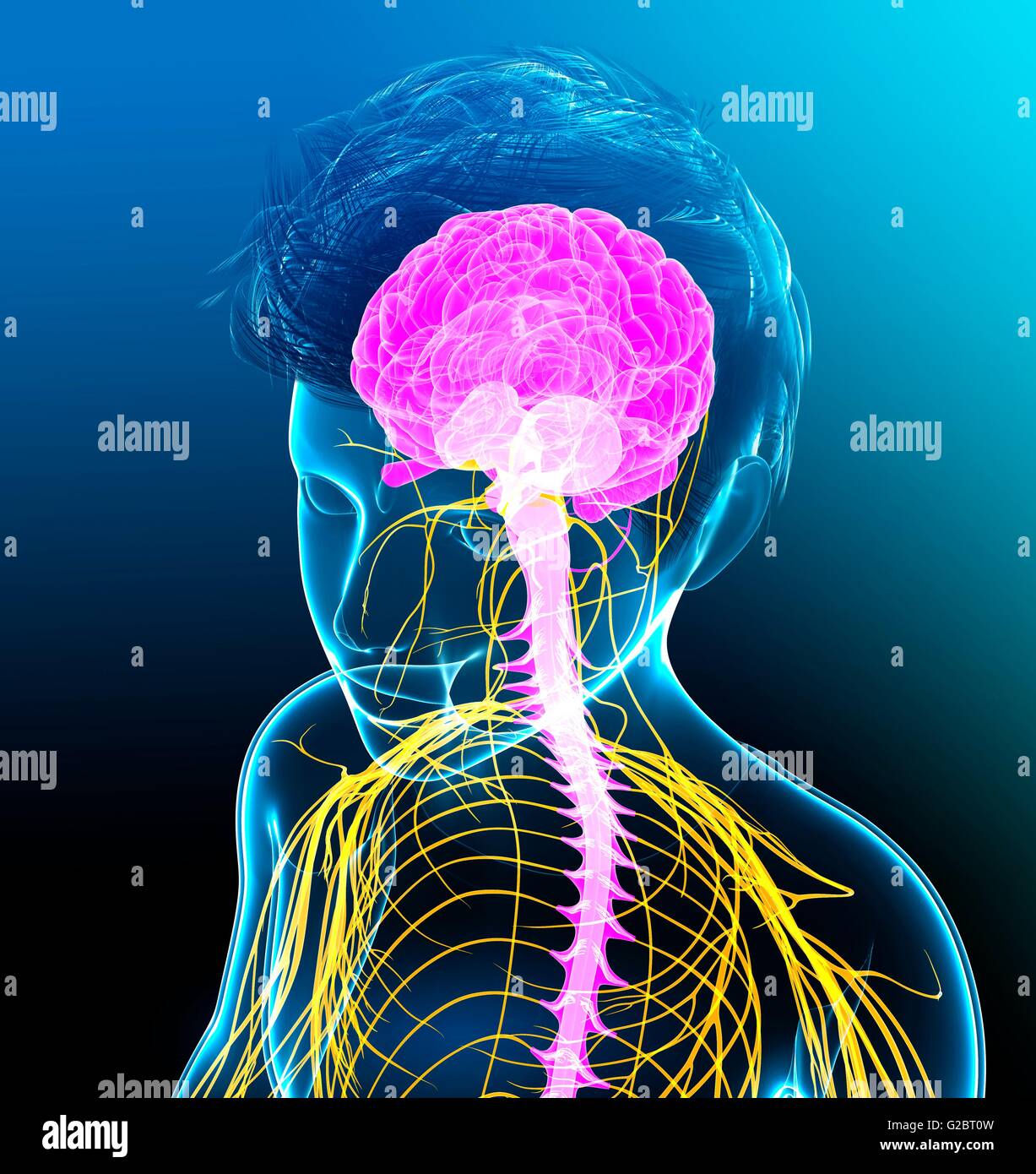 Cervello umano, illustrazione. Foto Stock