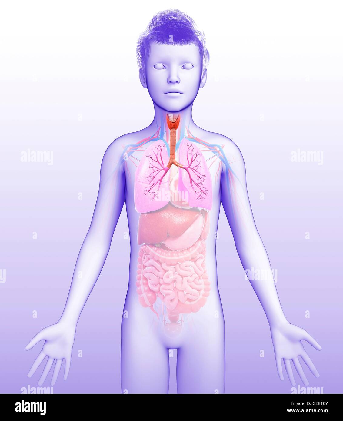 Human bronchi, illustrazione. Foto Stock