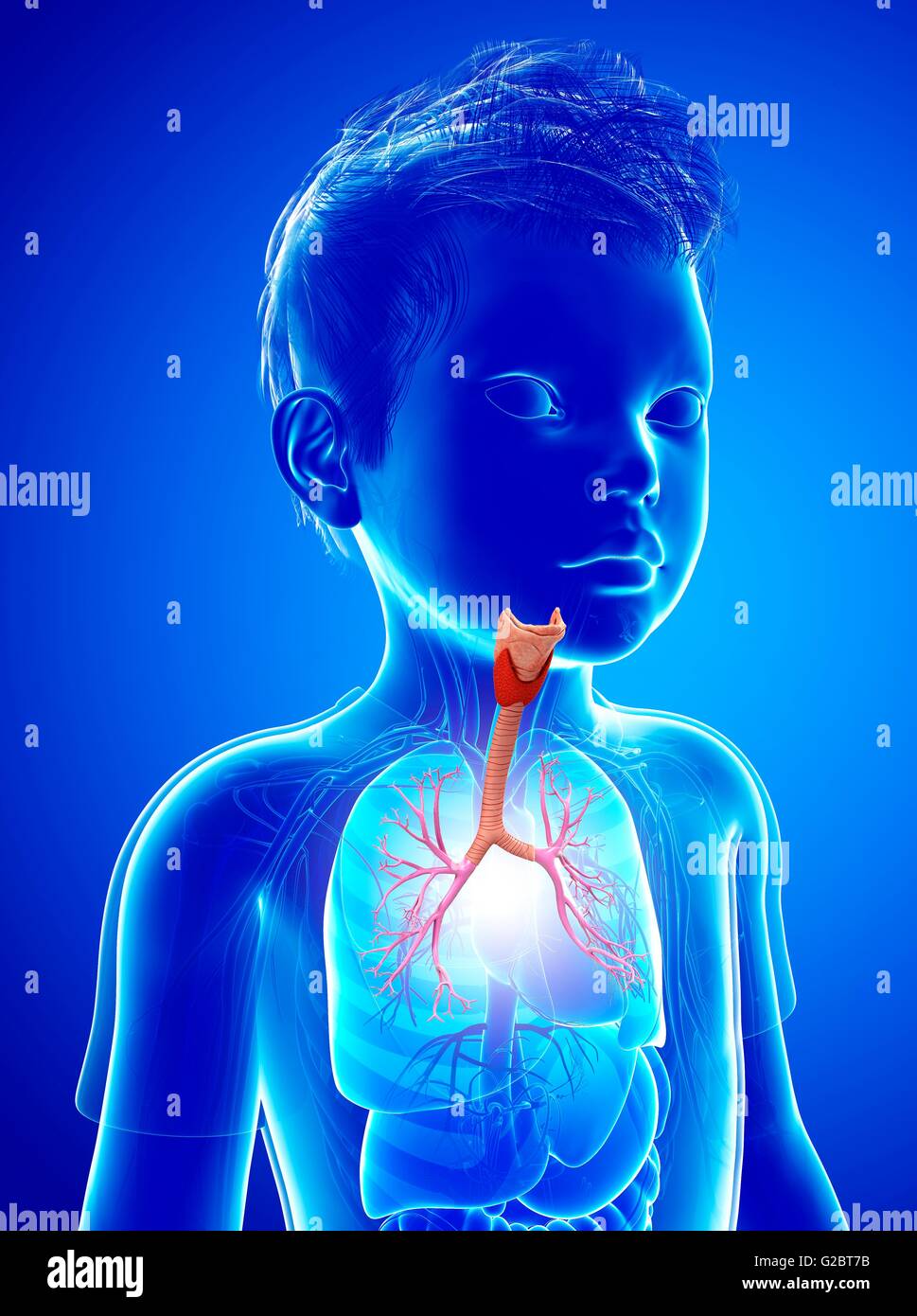 I bronchi di un bambino, illustrazione. Foto Stock