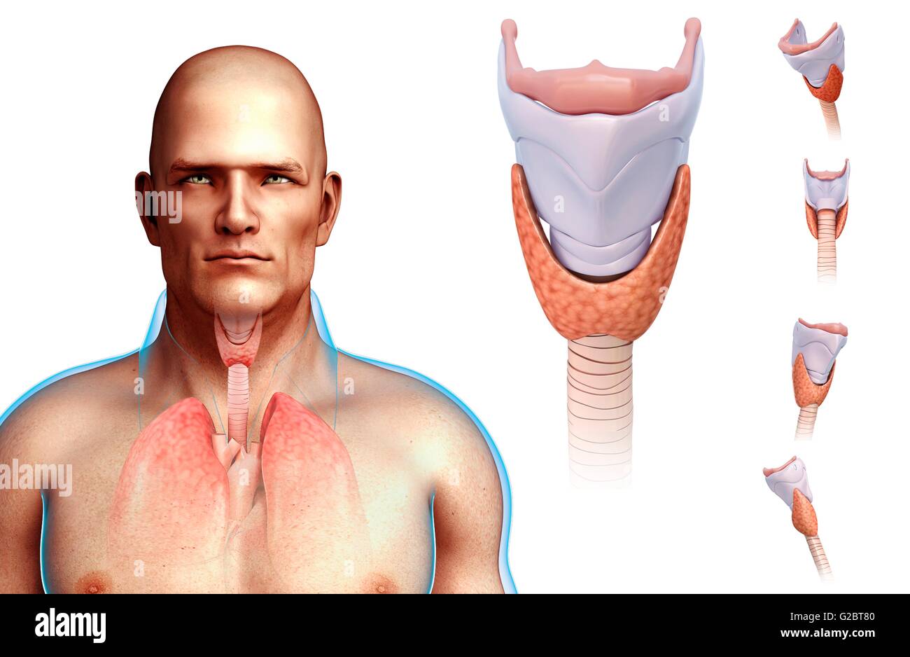 Human corde vocali e della laringe, illustrazione. Foto Stock