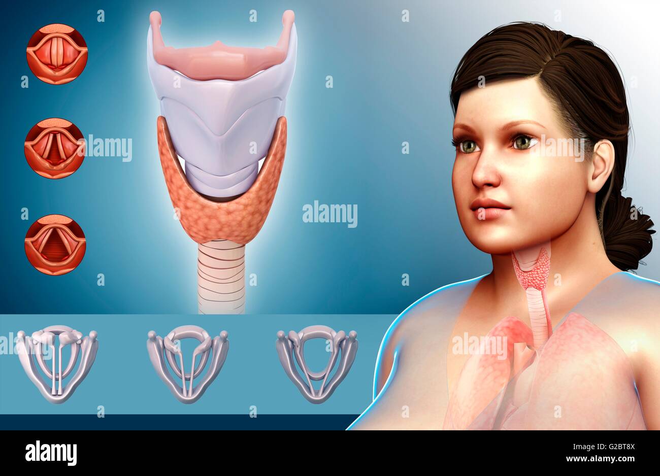 Human corde vocali e della laringe, illustrazione. Foto Stock