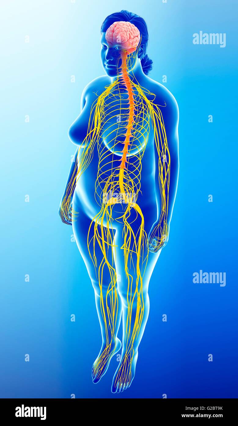 Sistema nervoso umano, illustrazione. Foto Stock