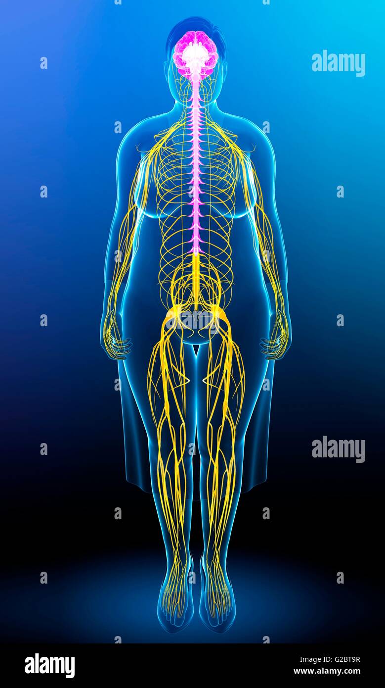 Sistema nervoso umano, illustrazione. Foto Stock