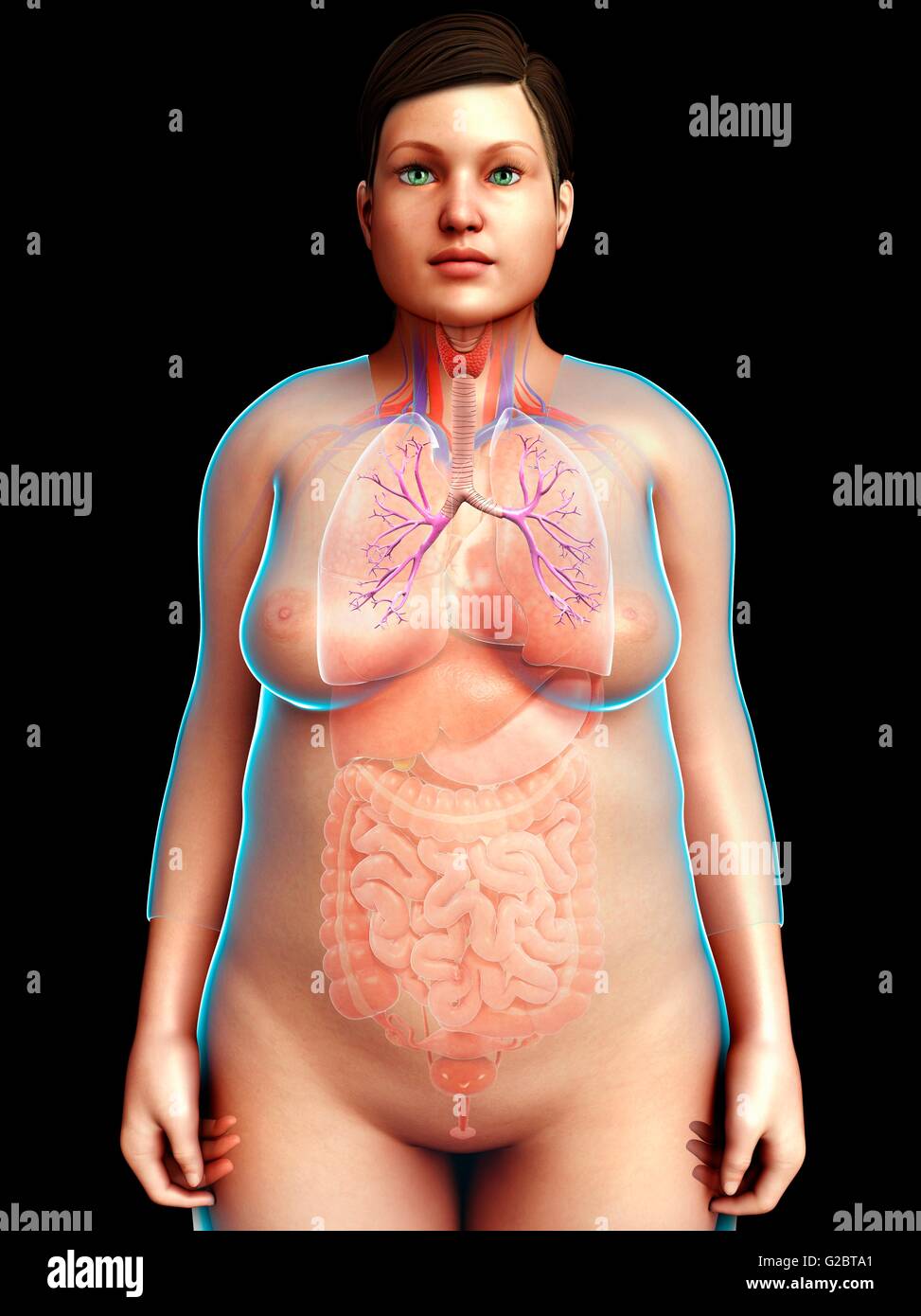 Femmina bronchi, illustrazione. Foto Stock