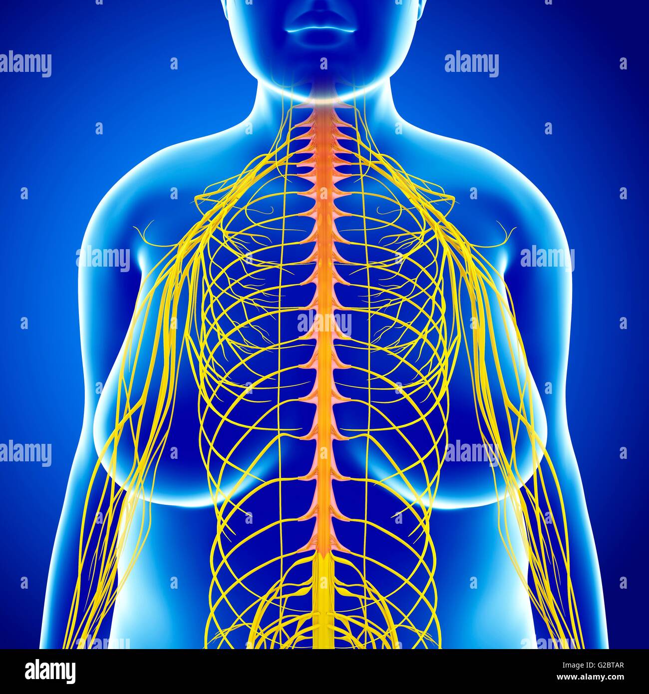 Sistema nervoso umano, illustrazione. Foto Stock