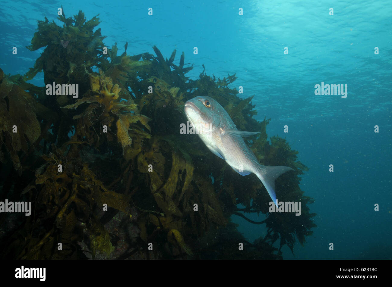 Australasian snapper alla foresta di kelp Foto Stock