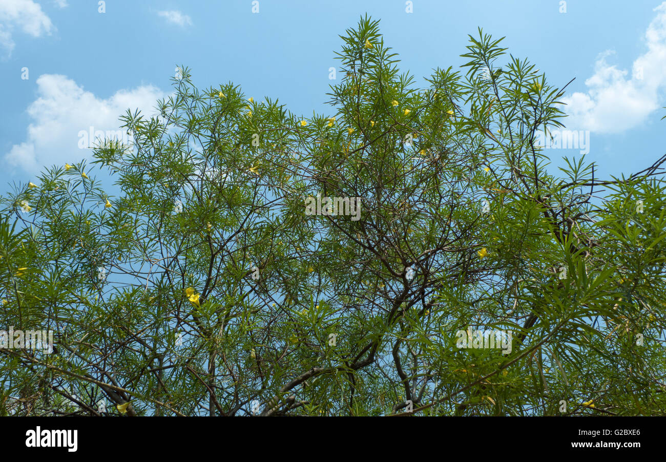 Giallo oleandri contro un cielo blu chiaro con un elevato contrasto dei colori nella luce della sera Foto Stock