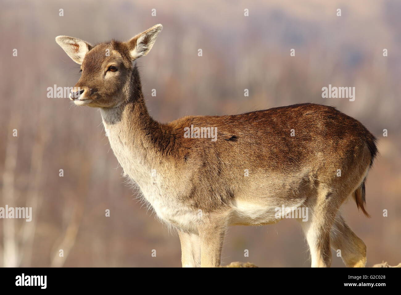 Giovane daino doe ( Dama Dama ) Foto Stock