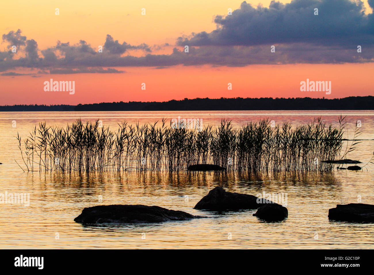 Canne di fronte al tramonto sul Lago Kabetogama, Parco nazionale Voyageurs, Minnesota, U Foto Stock