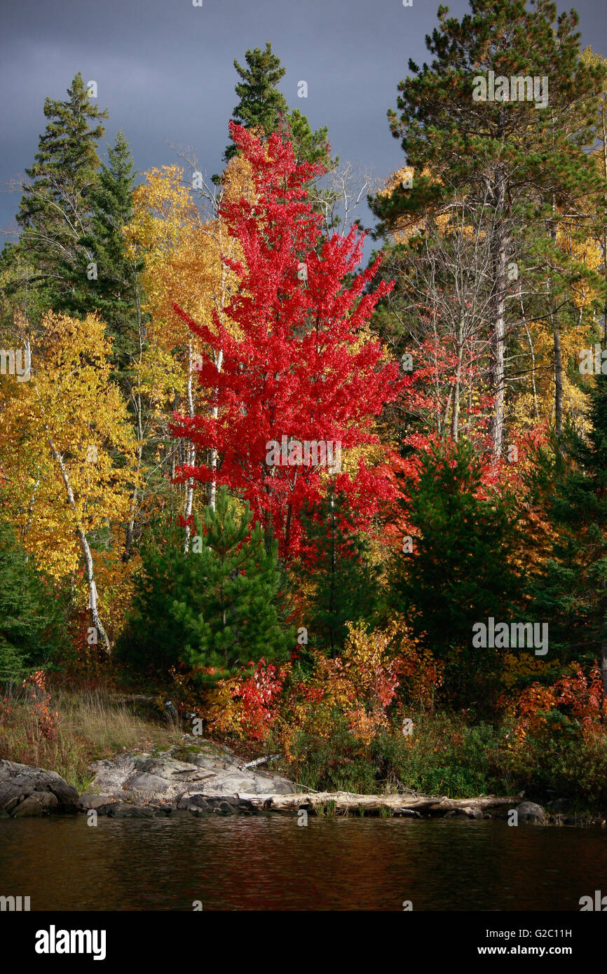 Un acero di montagna in autunno a colori evidenzia il litorale del Parco nazionale Voyageurs. Foto Stock