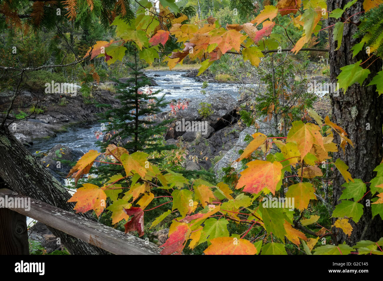 Tornando foglie di acero incorniciano il fiume Vermilion nel nord del Minnesota Foto Stock