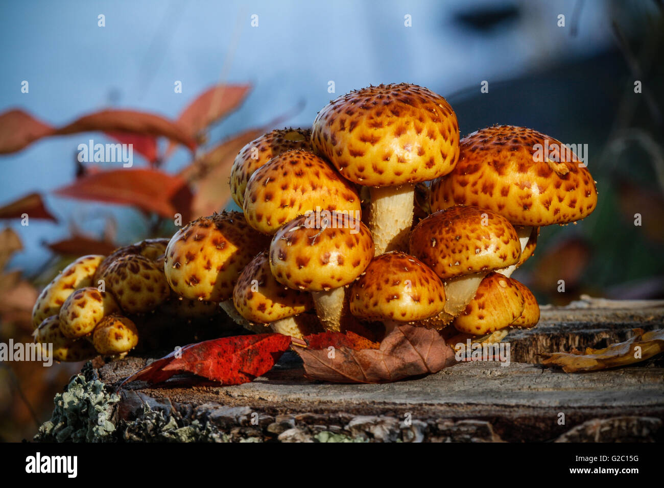 Funghi colorati crescere al di fuori di un moncone di betulla nel Parco nazionale Voyageurs Foto Stock