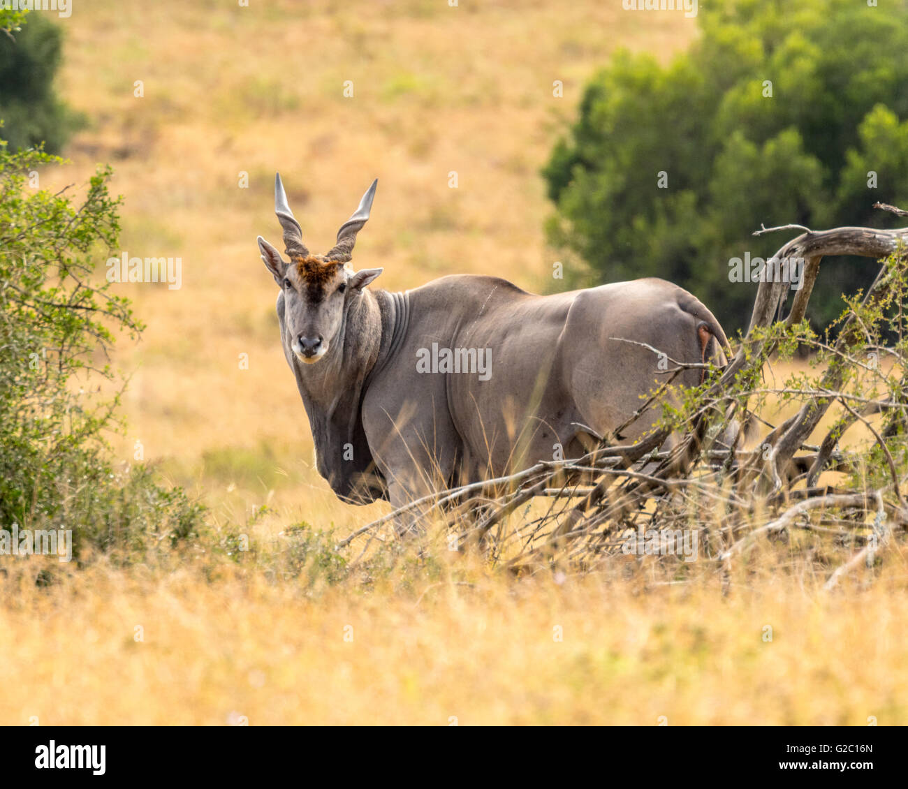 Il maschio eland comune (taurotragus oryx), Foto Stock