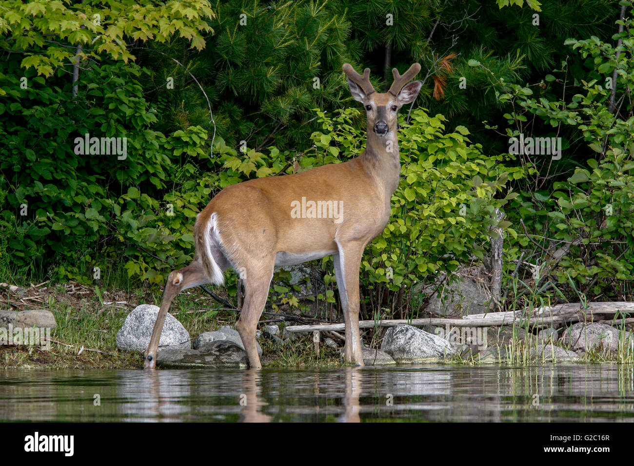 Culbianco buck con corna in studi di velluto il fotografo dalla riva di una piccola isola nel Parco nazionale Voyageurs Foto Stock