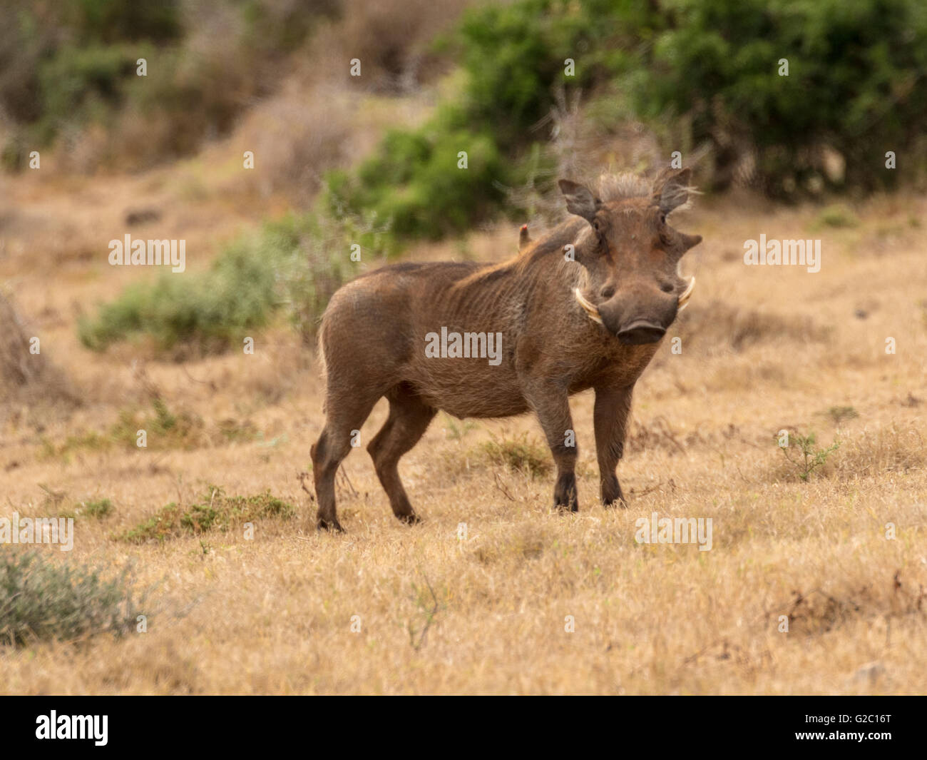 Il Comune Warthog (Phacochoerus africanus) Foto Stock