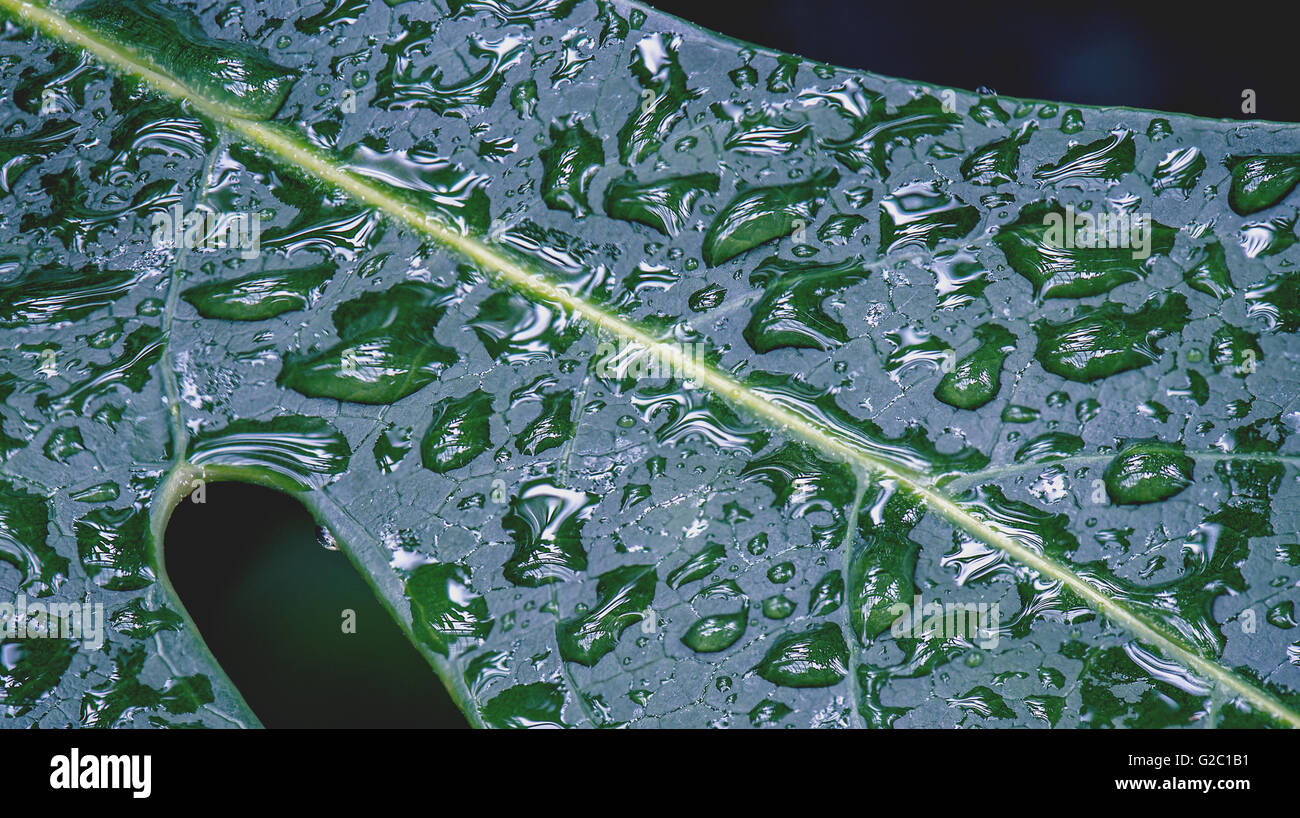 Foglia verde con gocce di pioggia Foto Stock