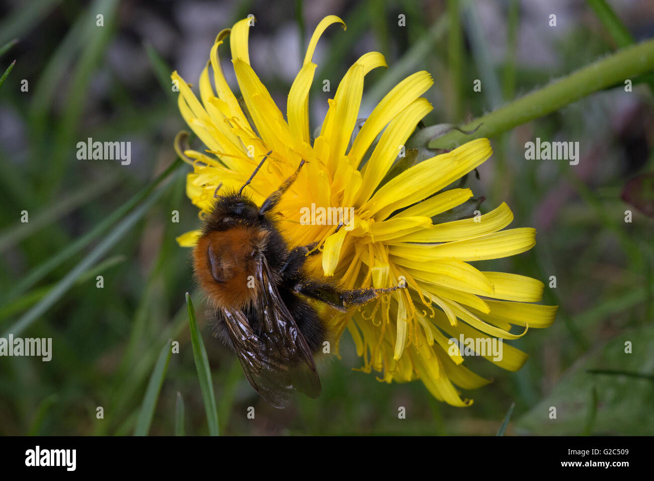 Biene, mit Blütenstaub un dein Beinen, un einer Löwenzahnblume Bee con il polline sulle gambe, su un fiore di tarassaco Foto Stock