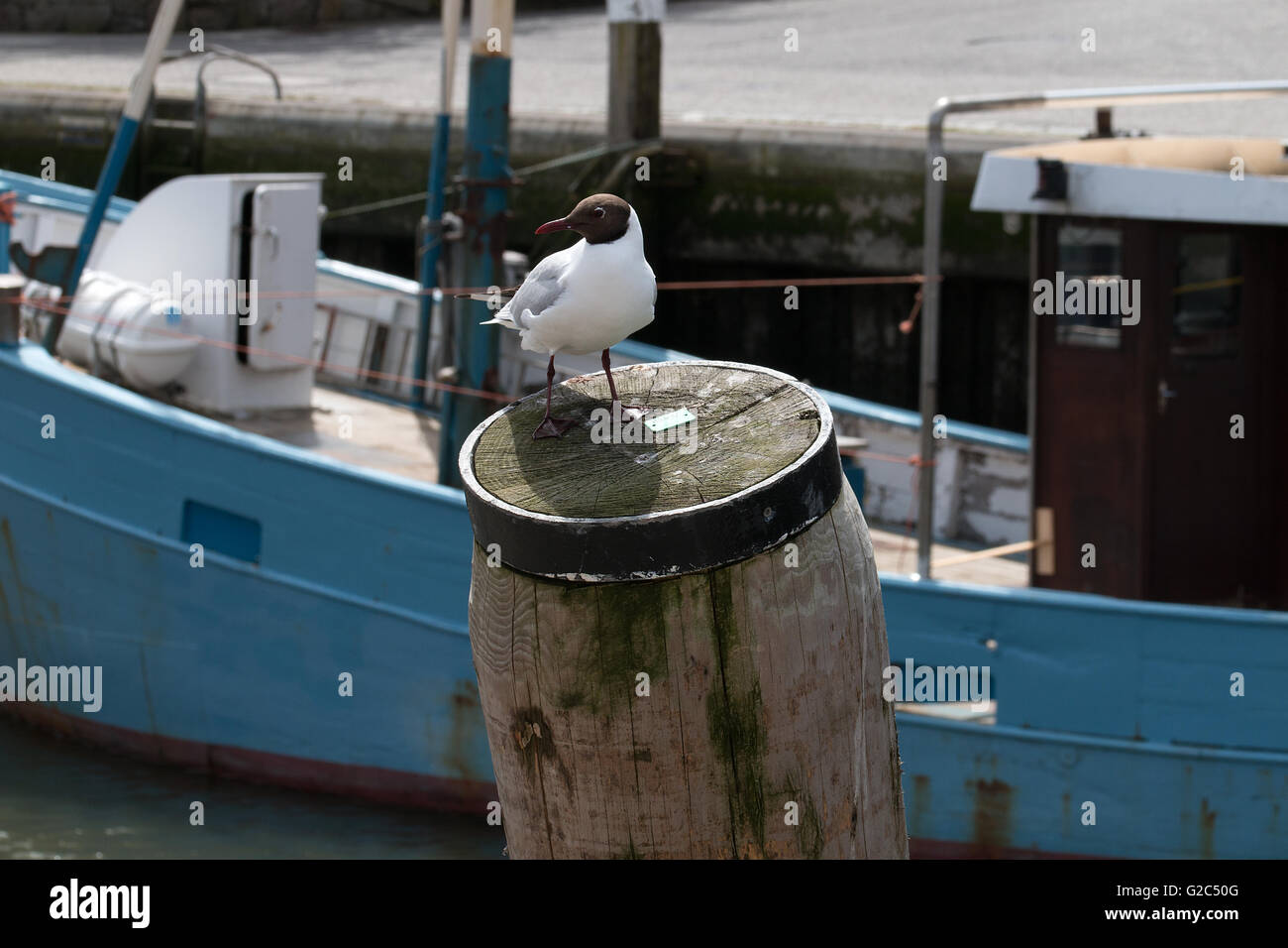 Lachmöwe auf einen Pfahl im Hintergrund ein Boot a testa nera gabbiano su un paletto in background una barca Foto Stock