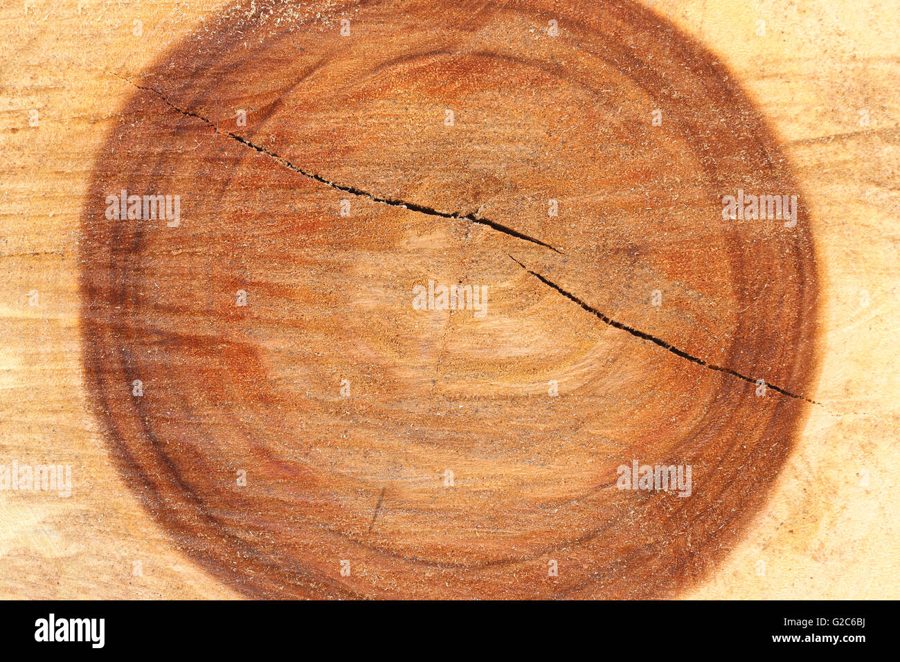 Superficie di legno del tronco per la natura progettuale dello sfondo. Foto Stock