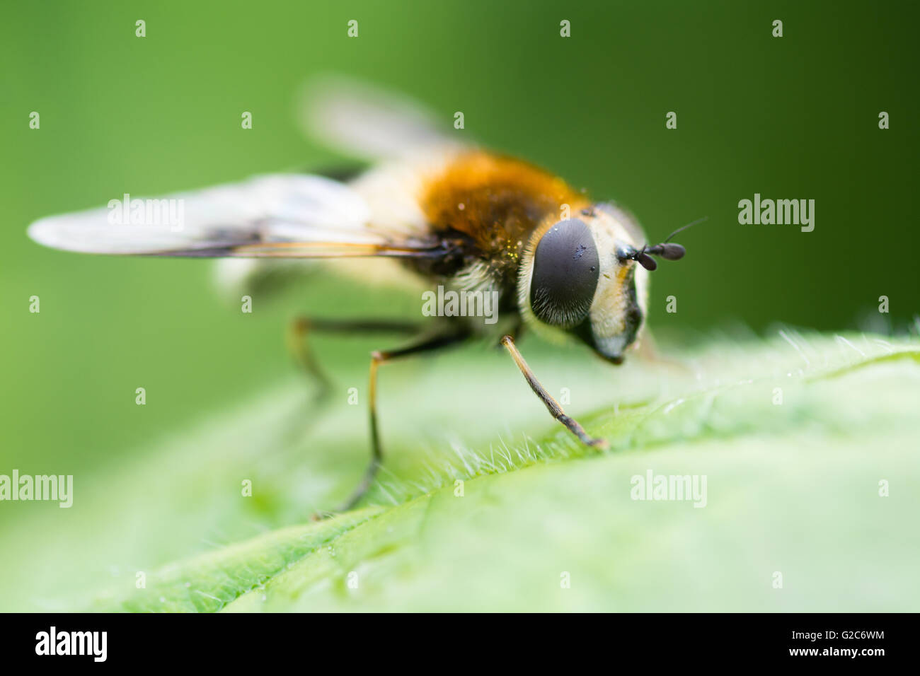 Leucozona lucorum hoverfly. Insetto che colpisce nella famiglia Syrphidae, che mostra il dettaglio di occhi composti Foto Stock