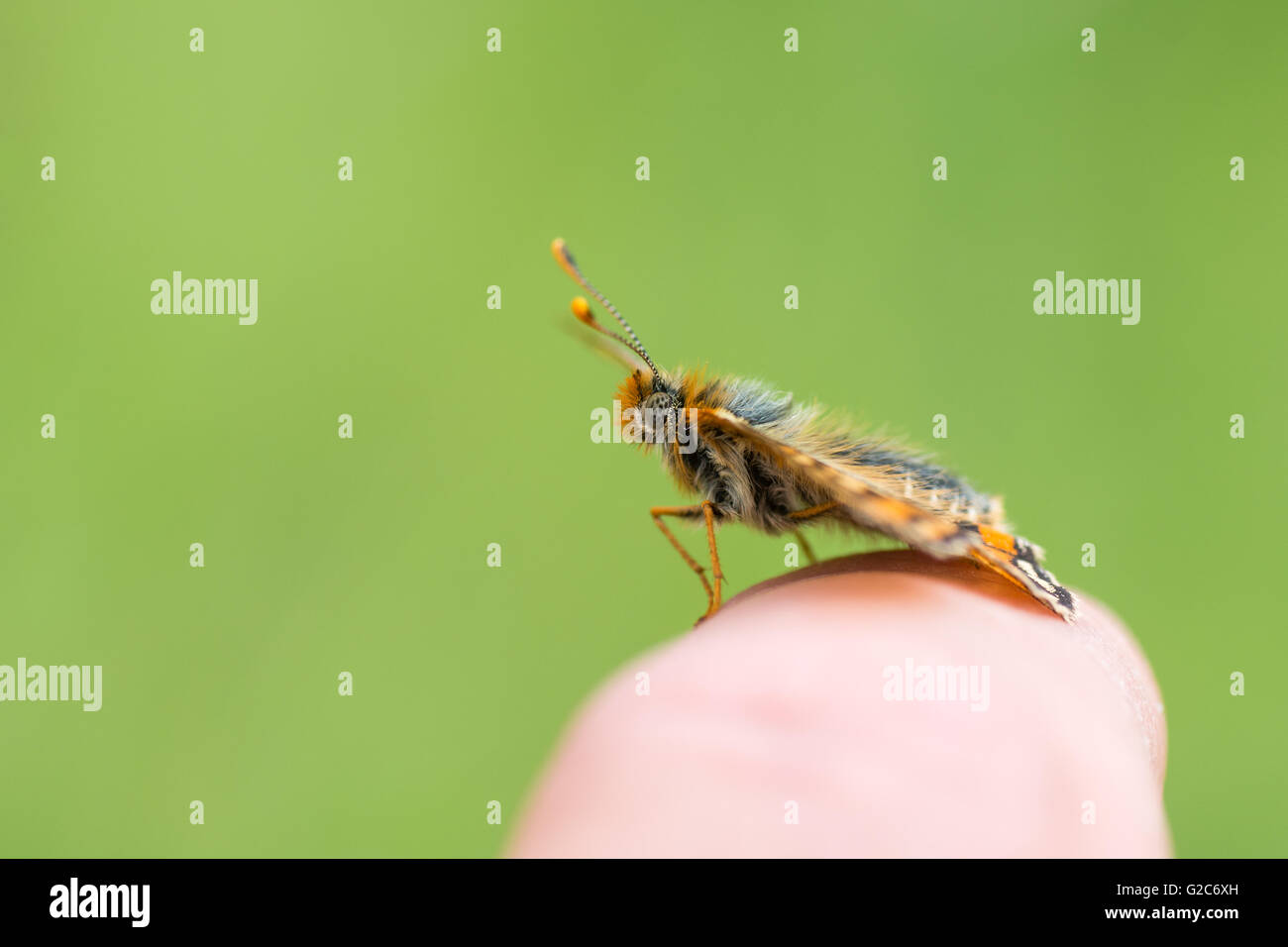 Marsh fritillary butterfly (Euphydryas aurinia) sul dito. Una scarsa butterfly nella famiglia Nymphalidae, su un uomo del dito Foto Stock