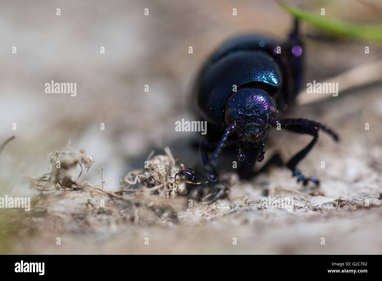 Piccola sanguinosa naso-beetle (Timarcha goettingensis). Un coleottero flightless nella famiglia Chrysomelidae, la foglia e seme di coleotteri Foto Stock
