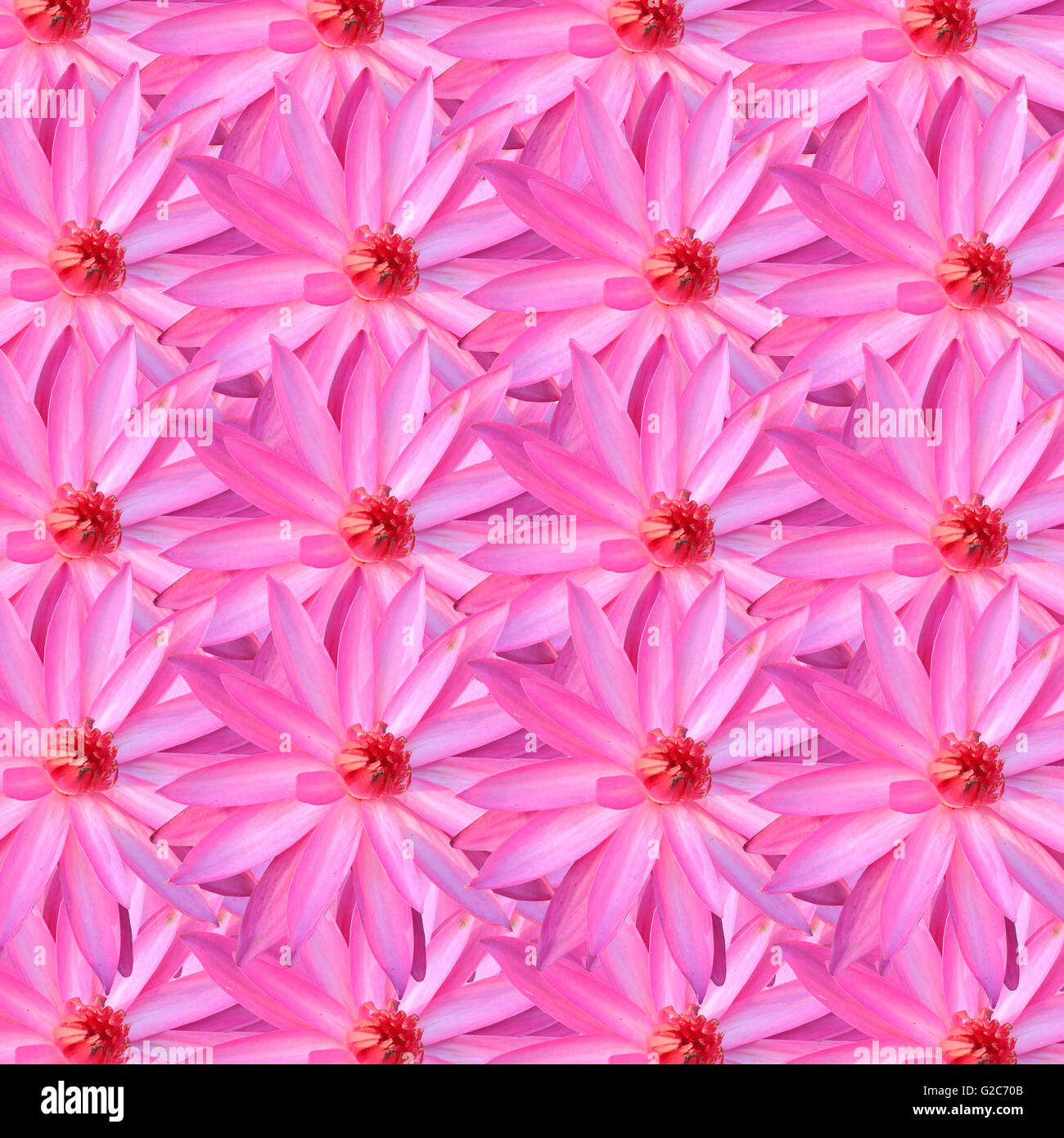 Pink lotus per il background di design nel concetto di natura. Foto Stock