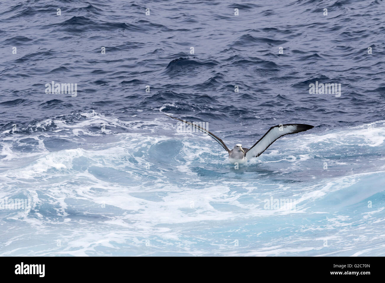 Un Salvin's mollymawk (Albatross) prendere il volo dalla superficie oceanica, Isole Bounty, Nuova Zelanda sub antartiche Foto Stock