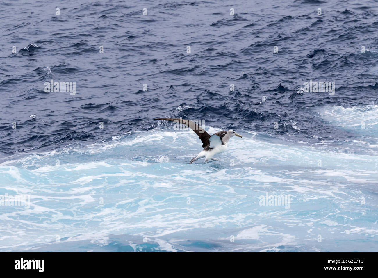 Un Salvin's mollymawk (Albatross) prendere il volo dalla superficie oceanica, Isole Bounty, Nuova Zelanda sub antartiche Foto Stock