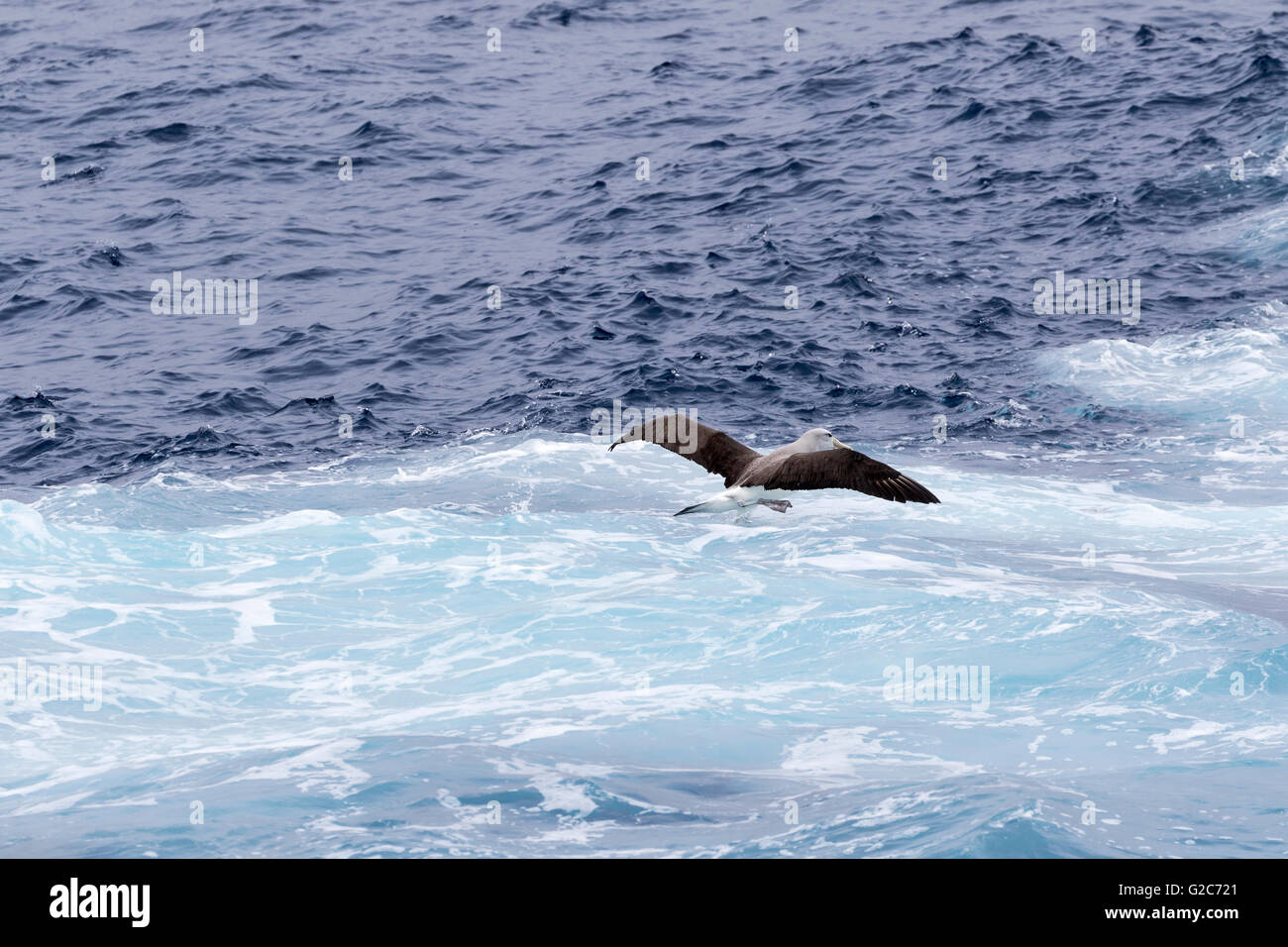 Un Salvin's mollymawk (Albatross) prendere il volo dalla superficie oceanica, Isole Bounty, Nuova Zelanda sub antartiche Foto Stock