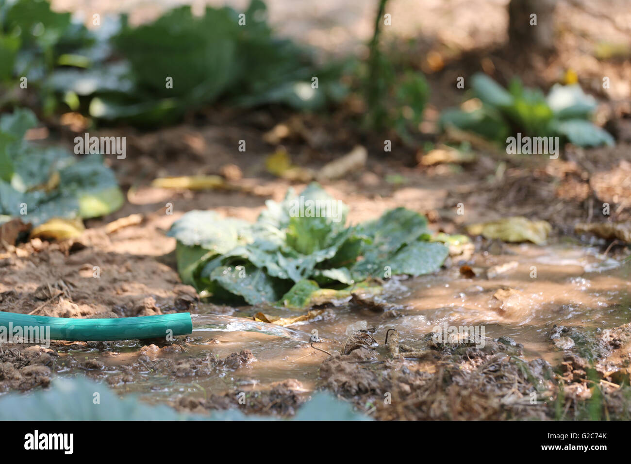 Flusso di acqua da un tubo di gomma e giardinieri sono alberi di irrigazione nel frutteto. Foto Stock