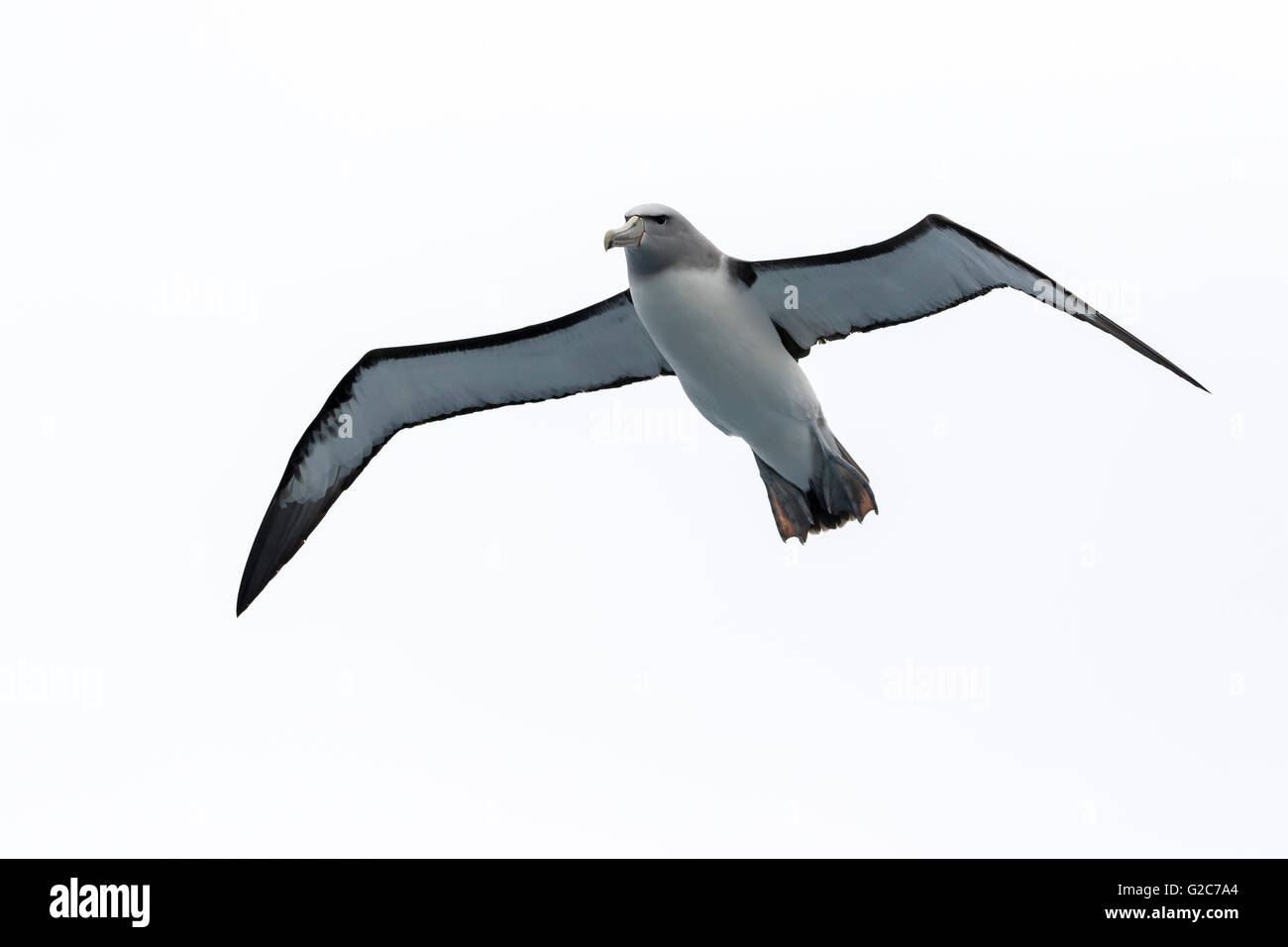 Il Salvin mollymawk (albatross) in volo, Isole Bounty, Nuova Zelanda Foto Stock
